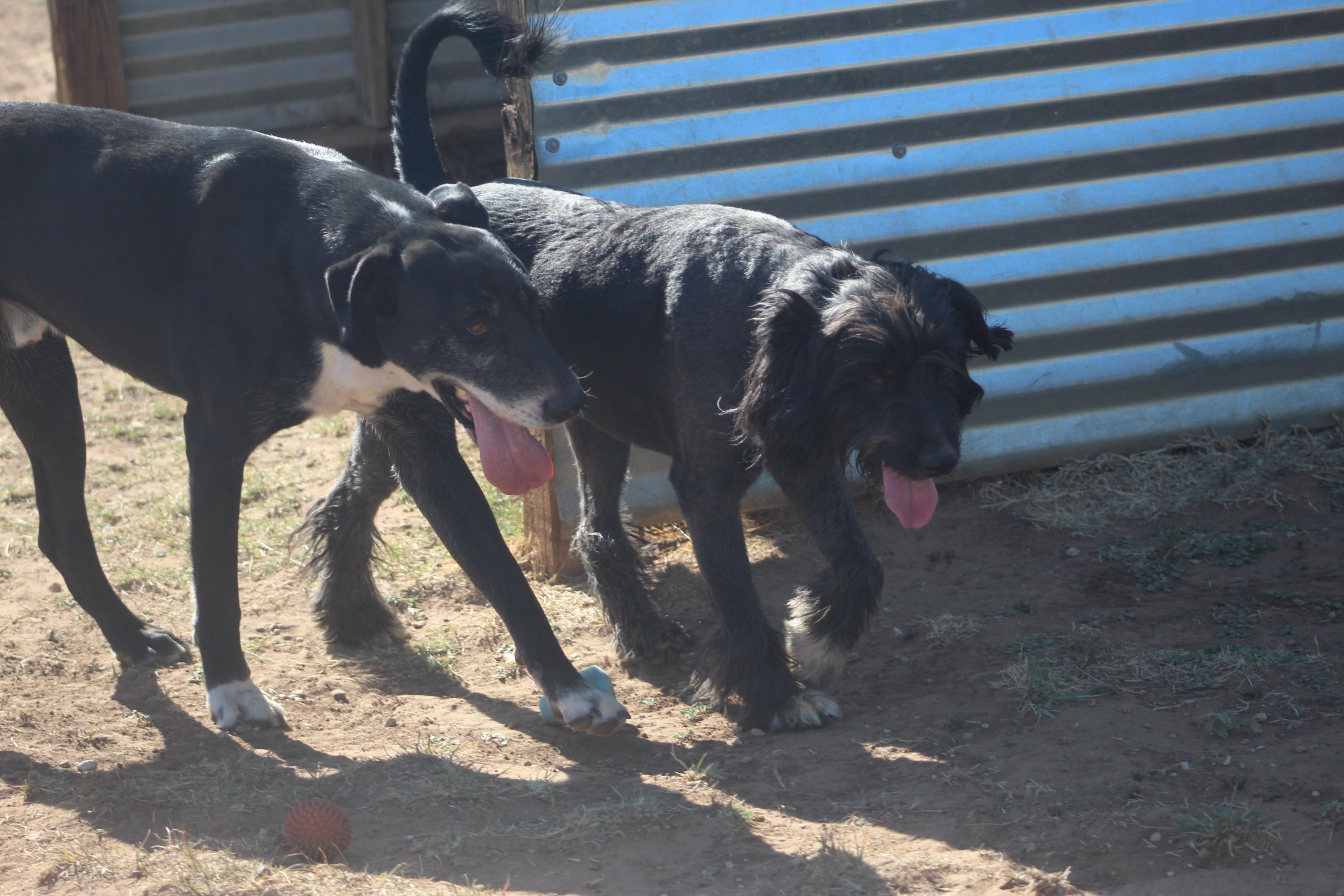 Enlarge T-Bone, an adoptable mixed breed in Post, TX image 4/6