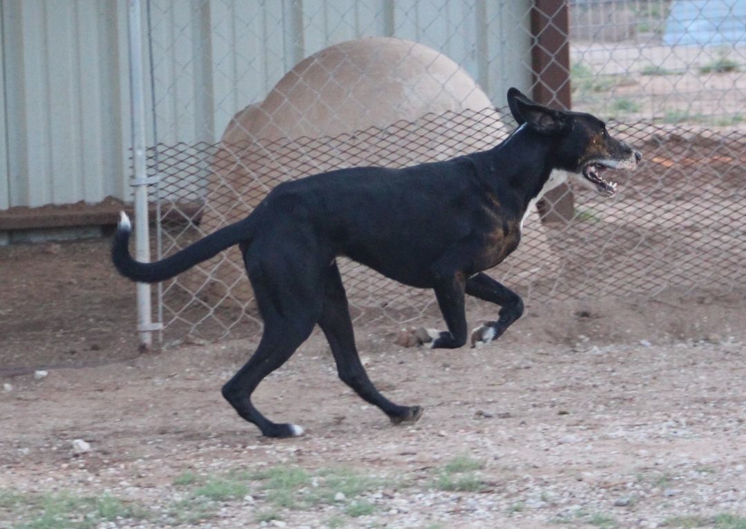 Enlarge T-Bone, an adoptable mixed breed in Post, TX image 5/6
