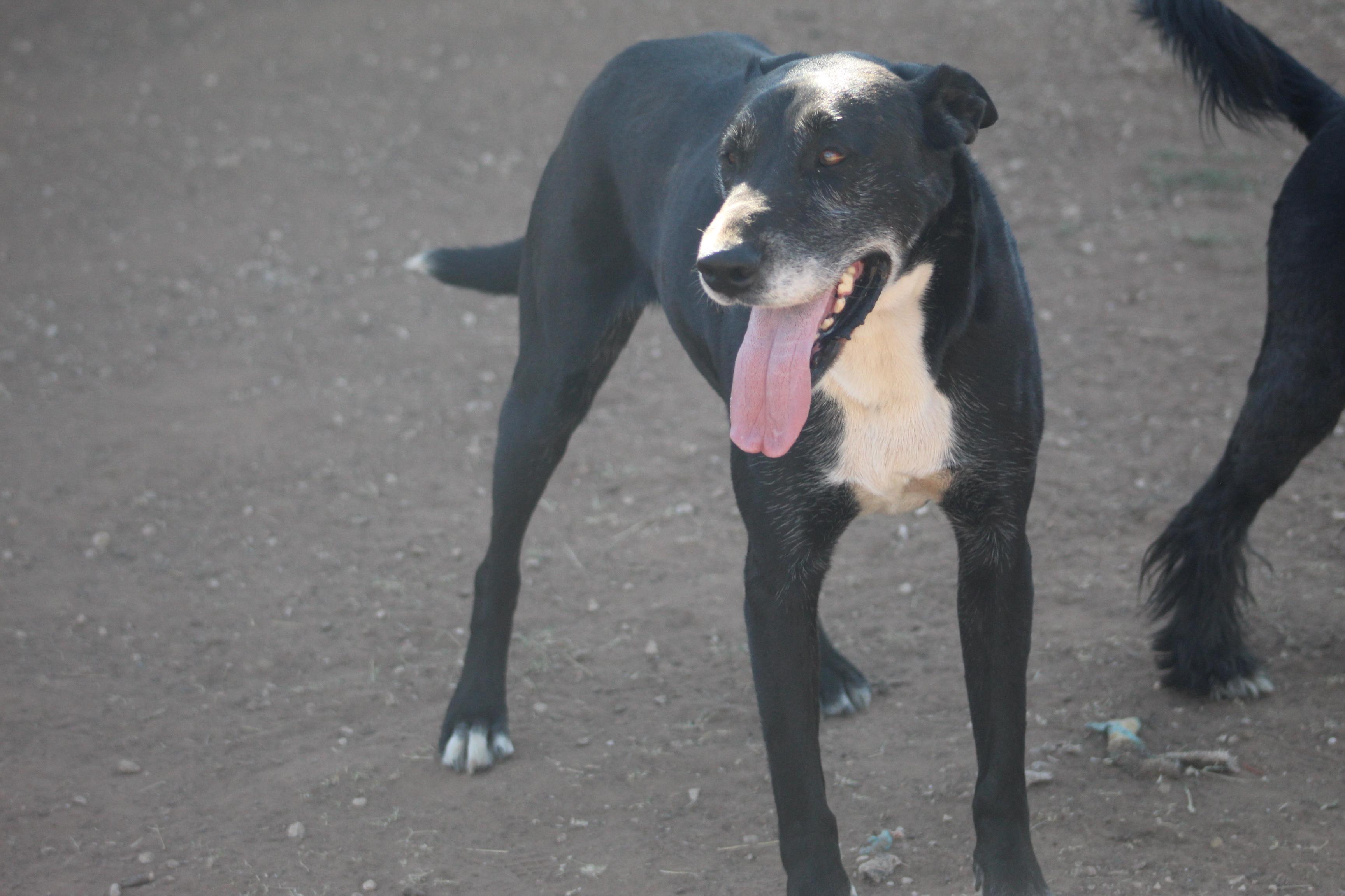 Enlarge T-Bone, an adoptable mixed breed in Post, TX image 1/6
