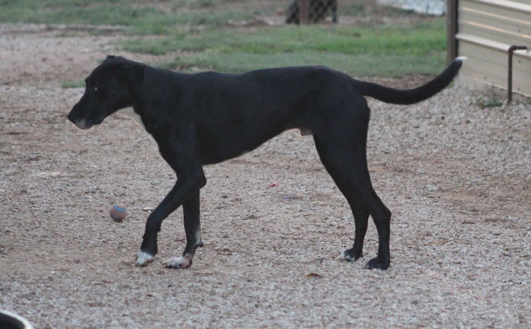 Enlarge T-Bone, an adoptable mixed breed in Post, TX image 6/6