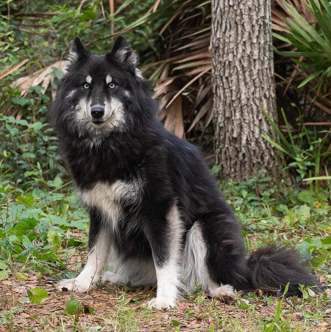 Enlarge Joy, a ADOPTABLE mixed breed in Lake Helen, FL image 1/1