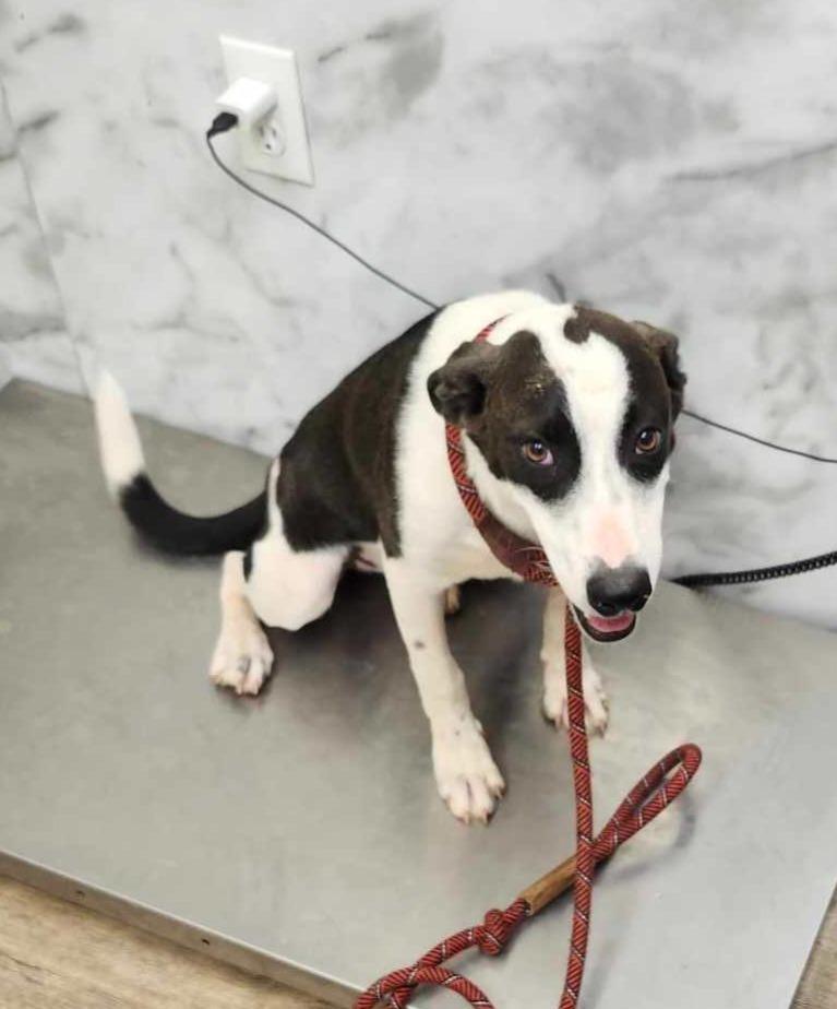 Jenny, Adoptable, Young Female McNab & Mixed Breed.