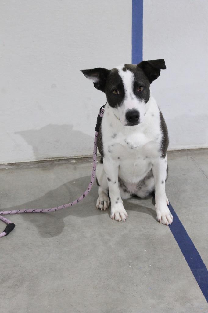 Enlarge Jenny, a Adoptable mixed breed in Tucumcari, NM image 2/2