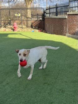 Enlarge Charlie, a Adoptable mixed breed in Farmers Branch, TX image 1/3