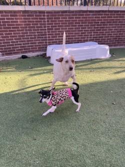 Enlarge Charlie, a Adoptable mixed breed in Farmers Branch, TX image 3/3