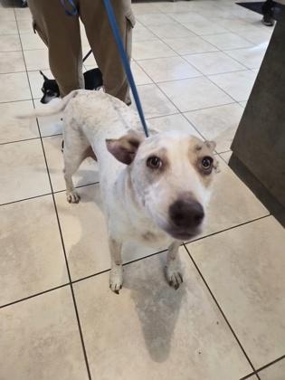 Charlie, Adoptable, Senior Male Mixed Breed & Mixed Breed.