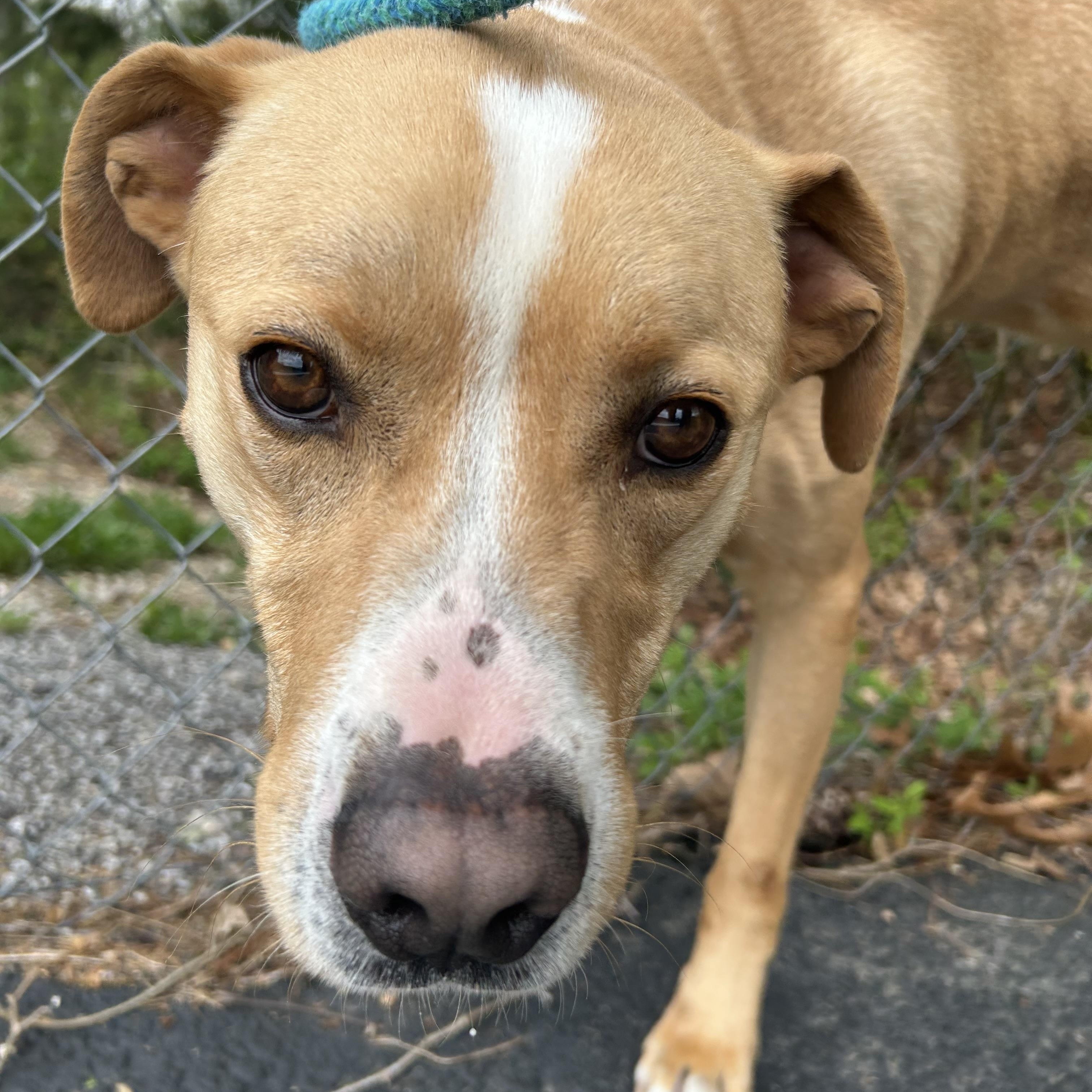 Enlarge Waylon, an adopted Terrier in Reeds Spring, MO image 2/2