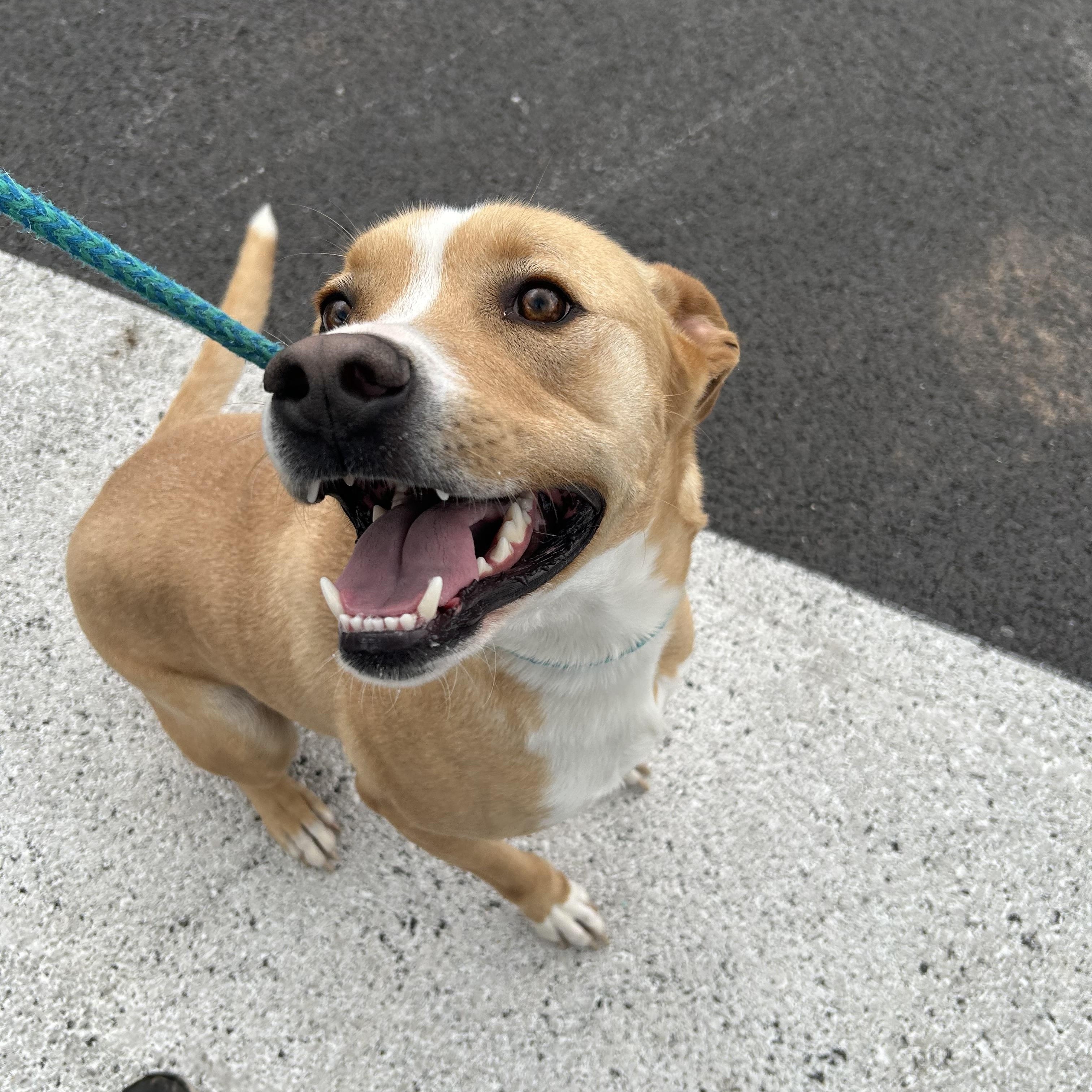 Waylon, adopted, Adult Male Terrier.
