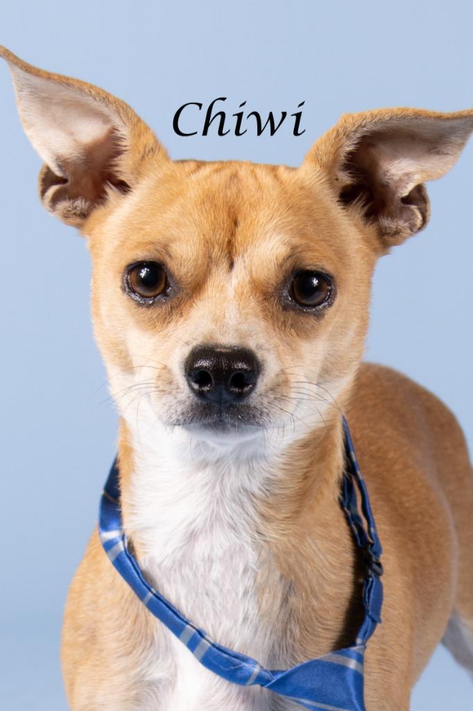 Chiwi, Adoptable, Adult Male Chihuahua & Shepherd.