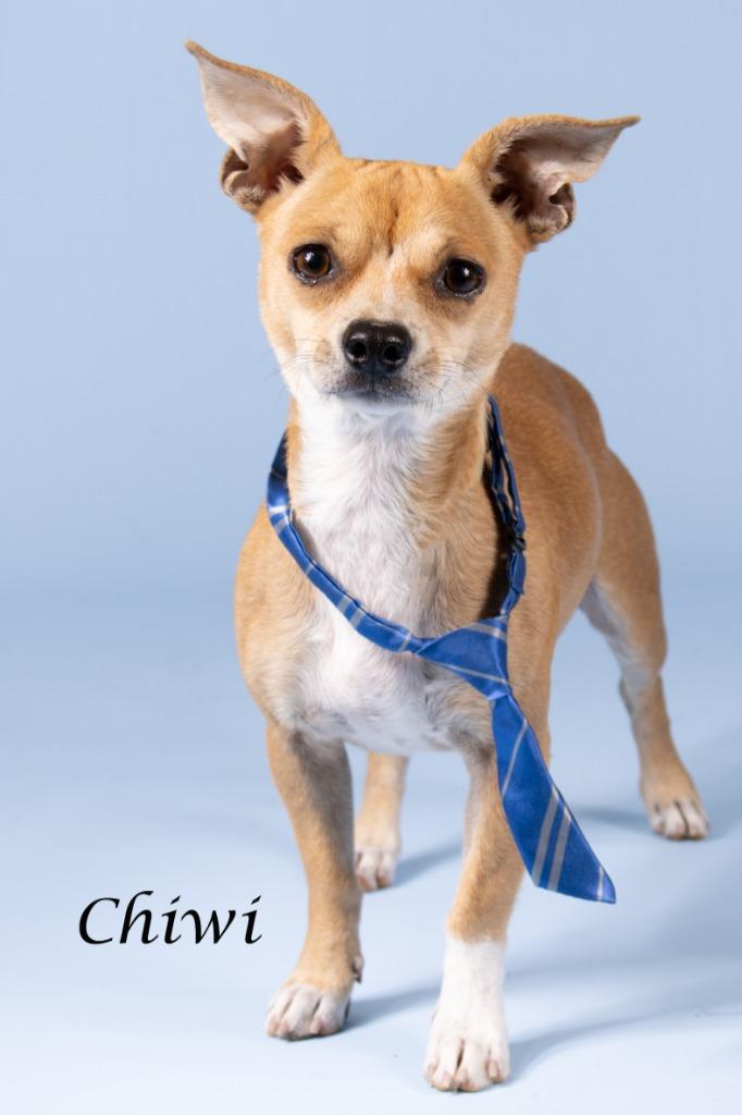 Enlarge Chiwi, a Adoptable mixed breed in Gilbert, AZ image 2/3