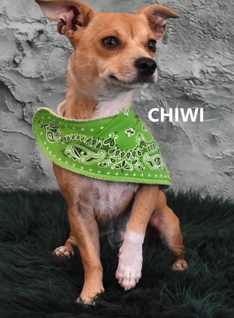 Enlarge Chiwi, a Adoptable mixed breed in Gilbert, AZ image 3/3