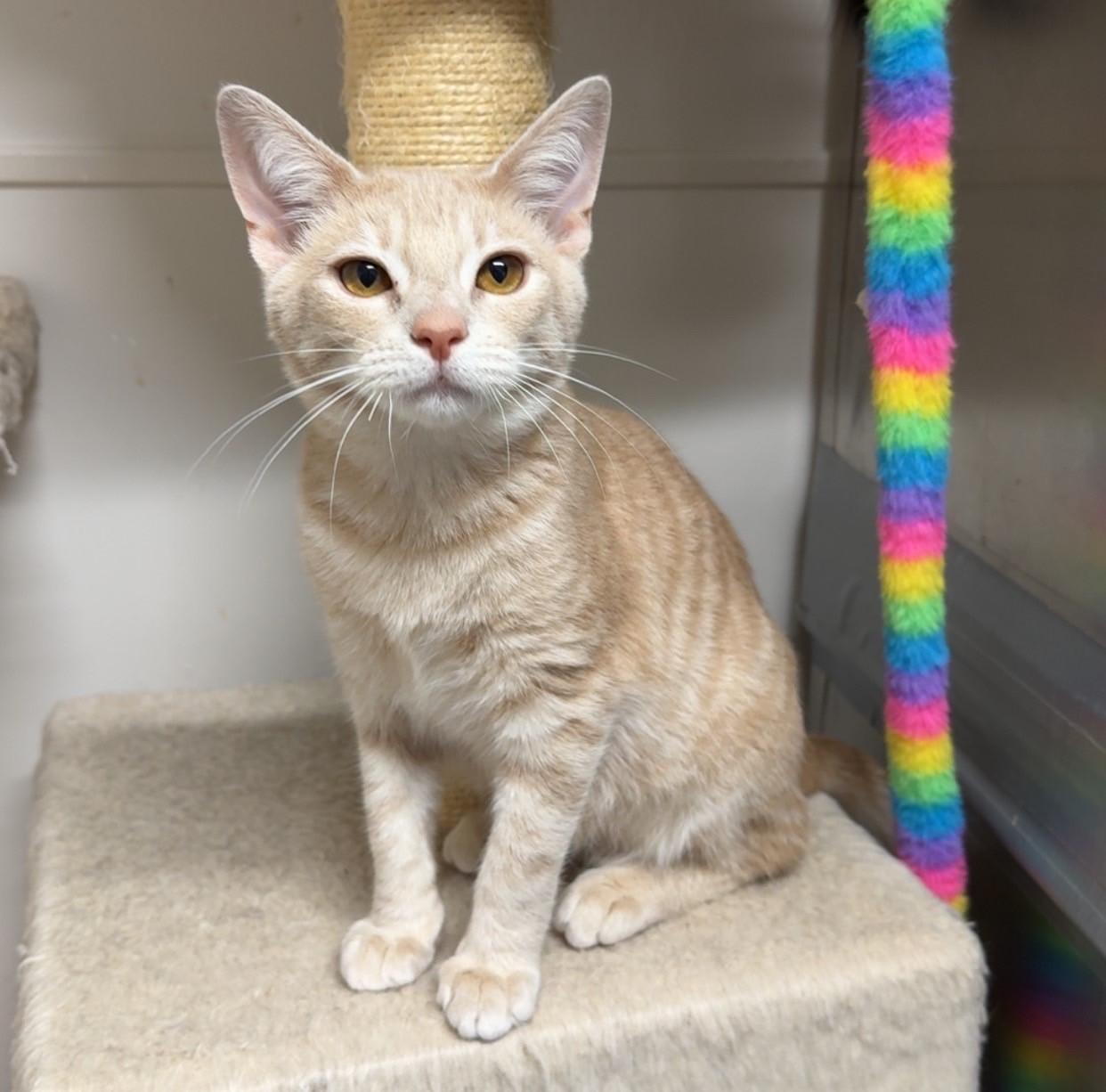 Enlarge Bomber, a Adoptable Domestic Short Hair in Kearneysville, WV image 1/3