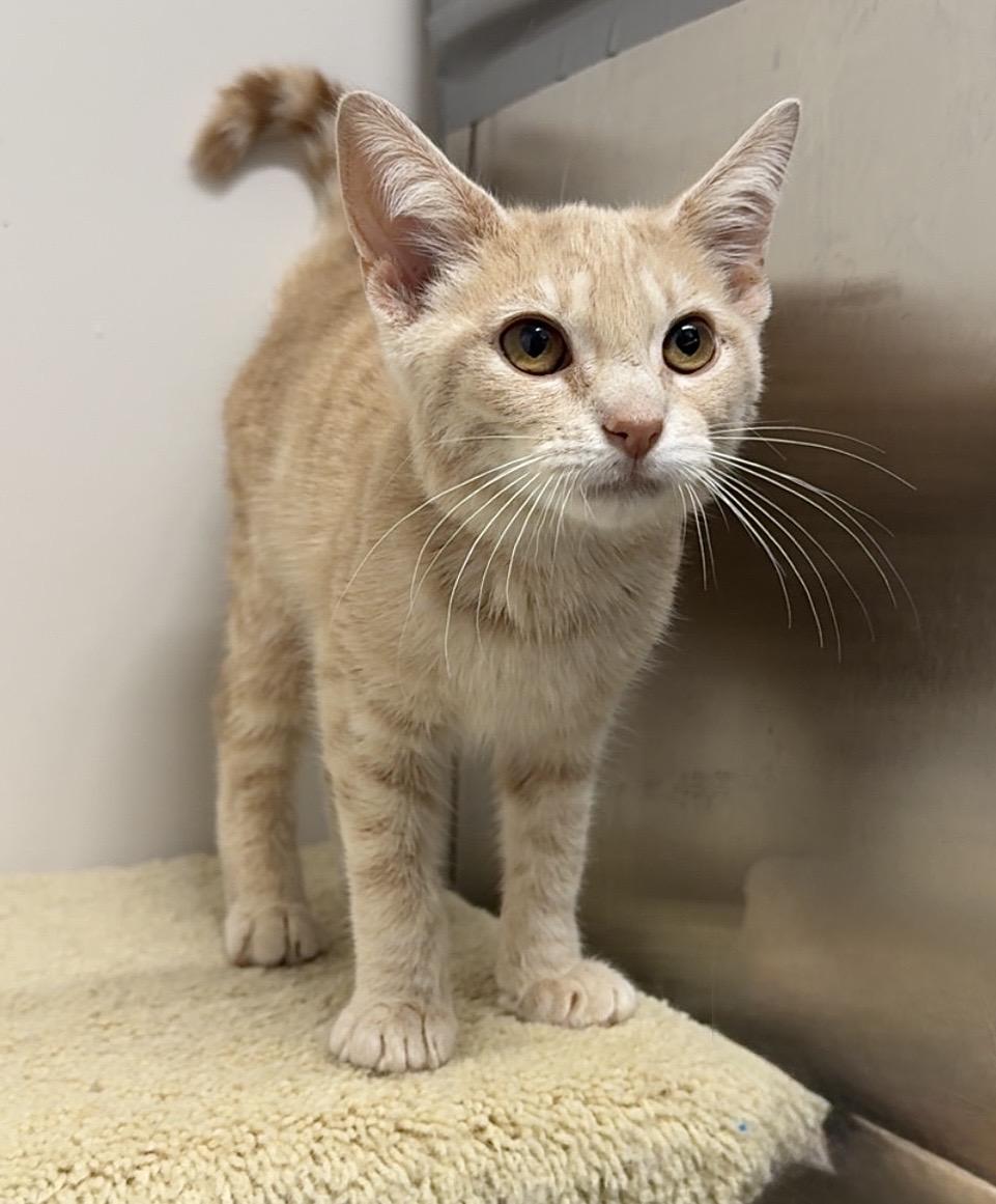Bomber, ADOPTABLE, Young Male Domestic Short Hair.