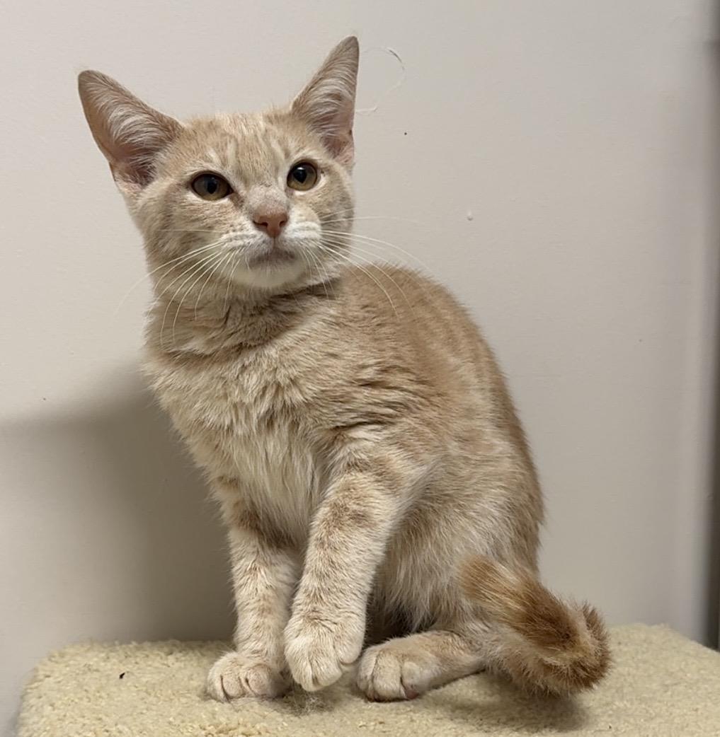 Enlarge Bomber, a ADOPTABLE Domestic Short Hair in Kearneysville, WV image 2/2