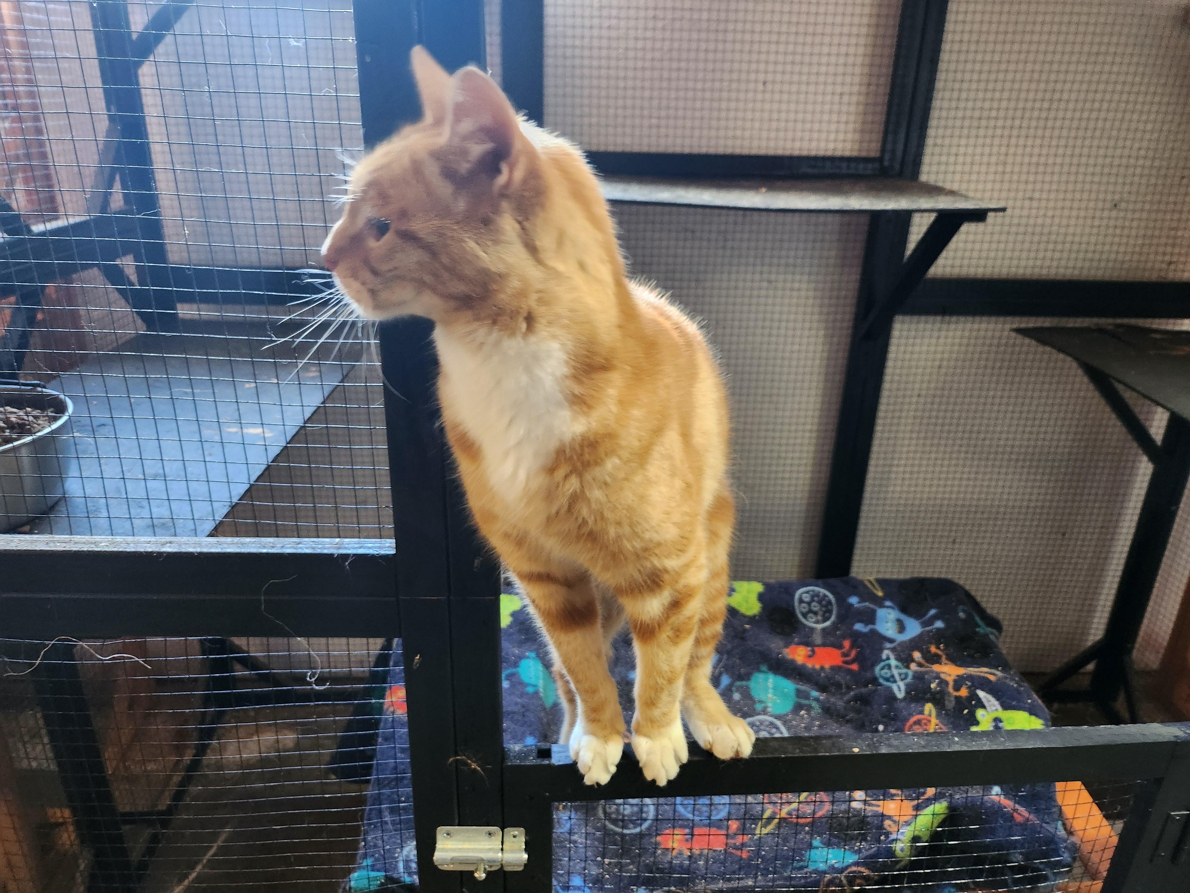 Aksel