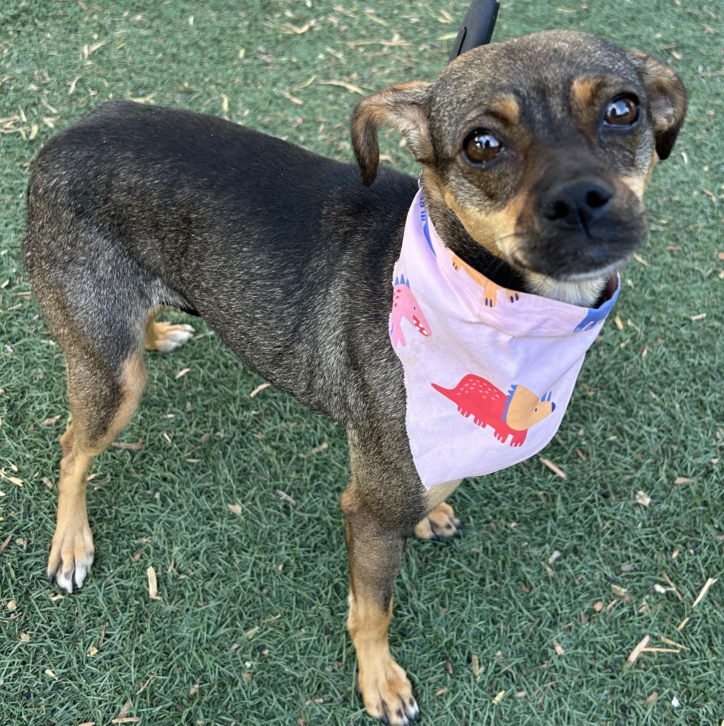 Enlarge PEQUE, a ADOPTABLE mixed breed in Bell Gardens, CA image 2/6