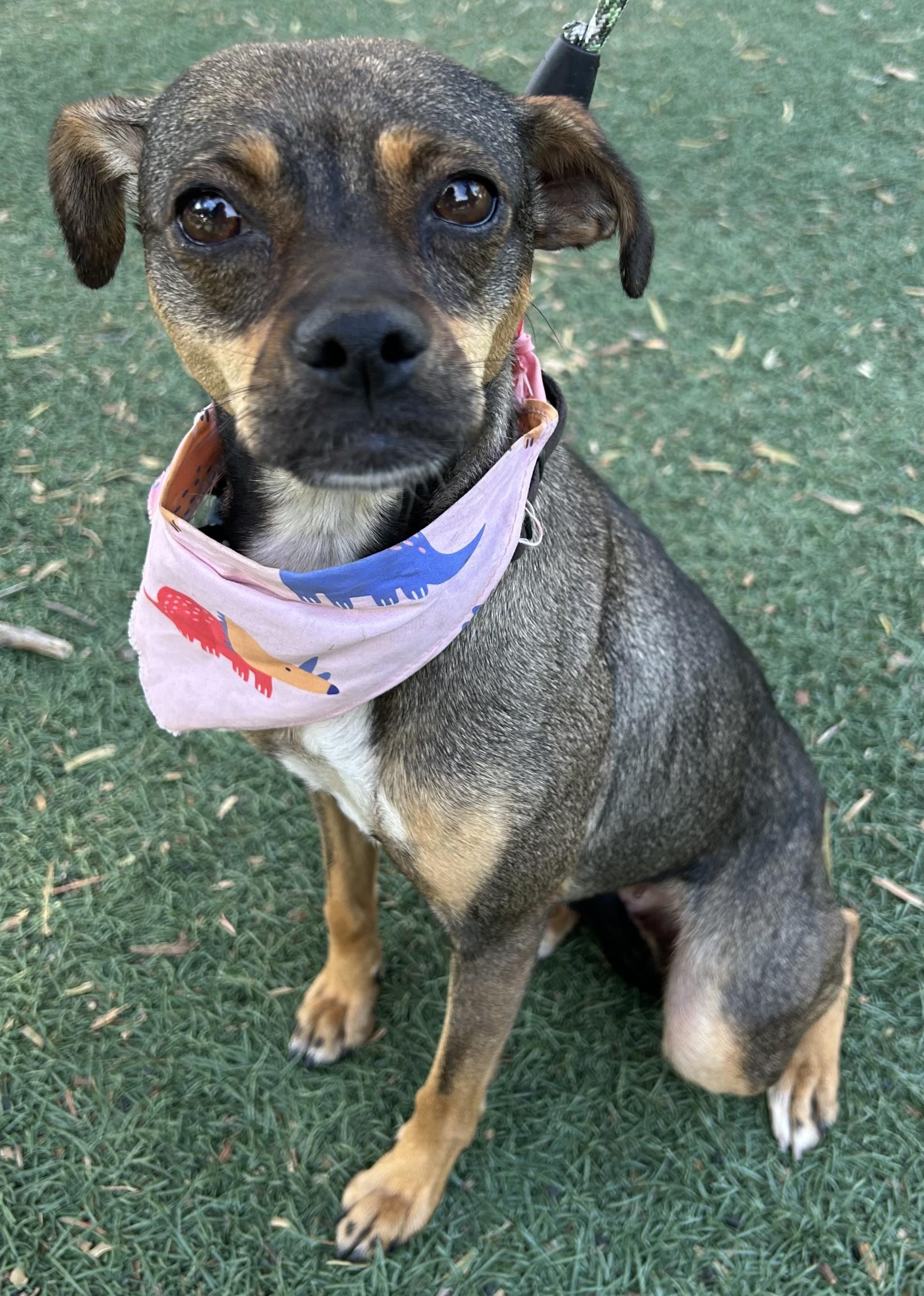Enlarge PEQUE, a ADOPTABLE mixed breed in Bell Gardens, CA image 3/6