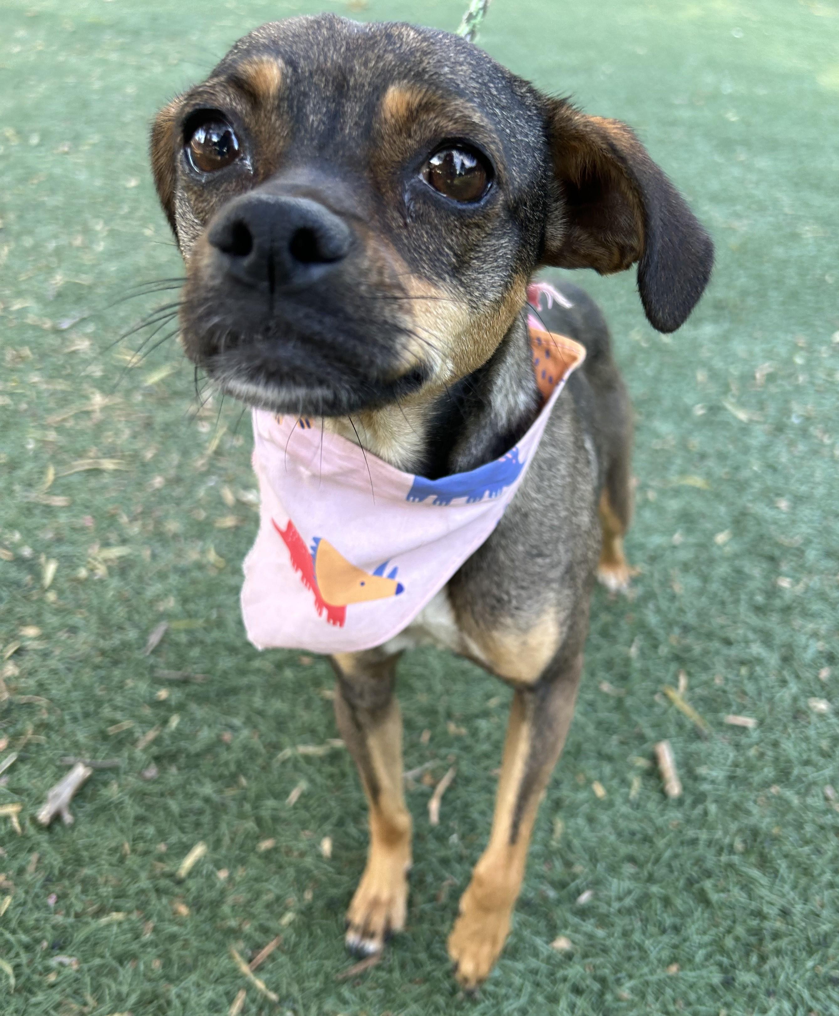 Enlarge PEQUE, a ADOPTABLE mixed breed in Bell Gardens, CA image 5/6