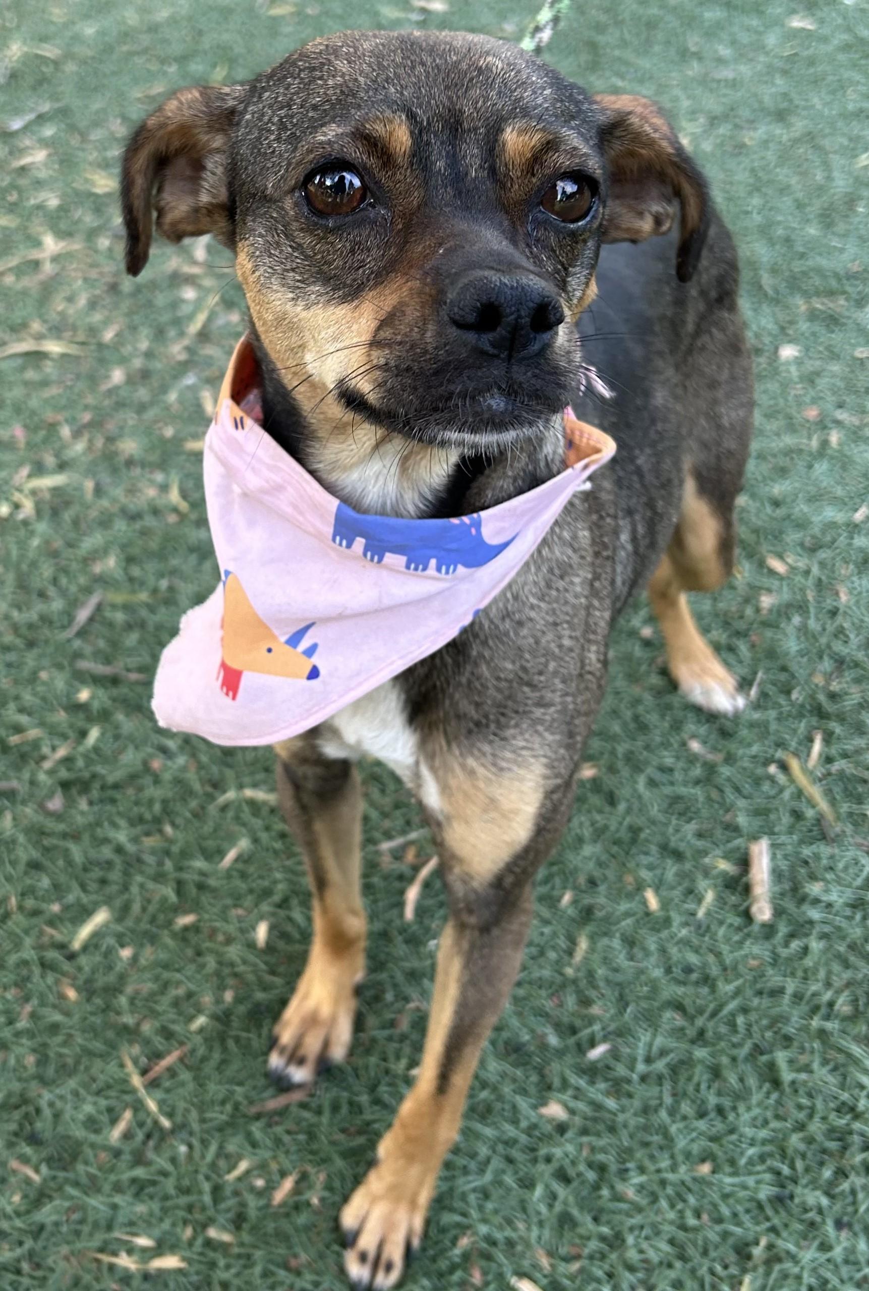 PEQUE, ADOPTABLE, Young Male Chiweenie.