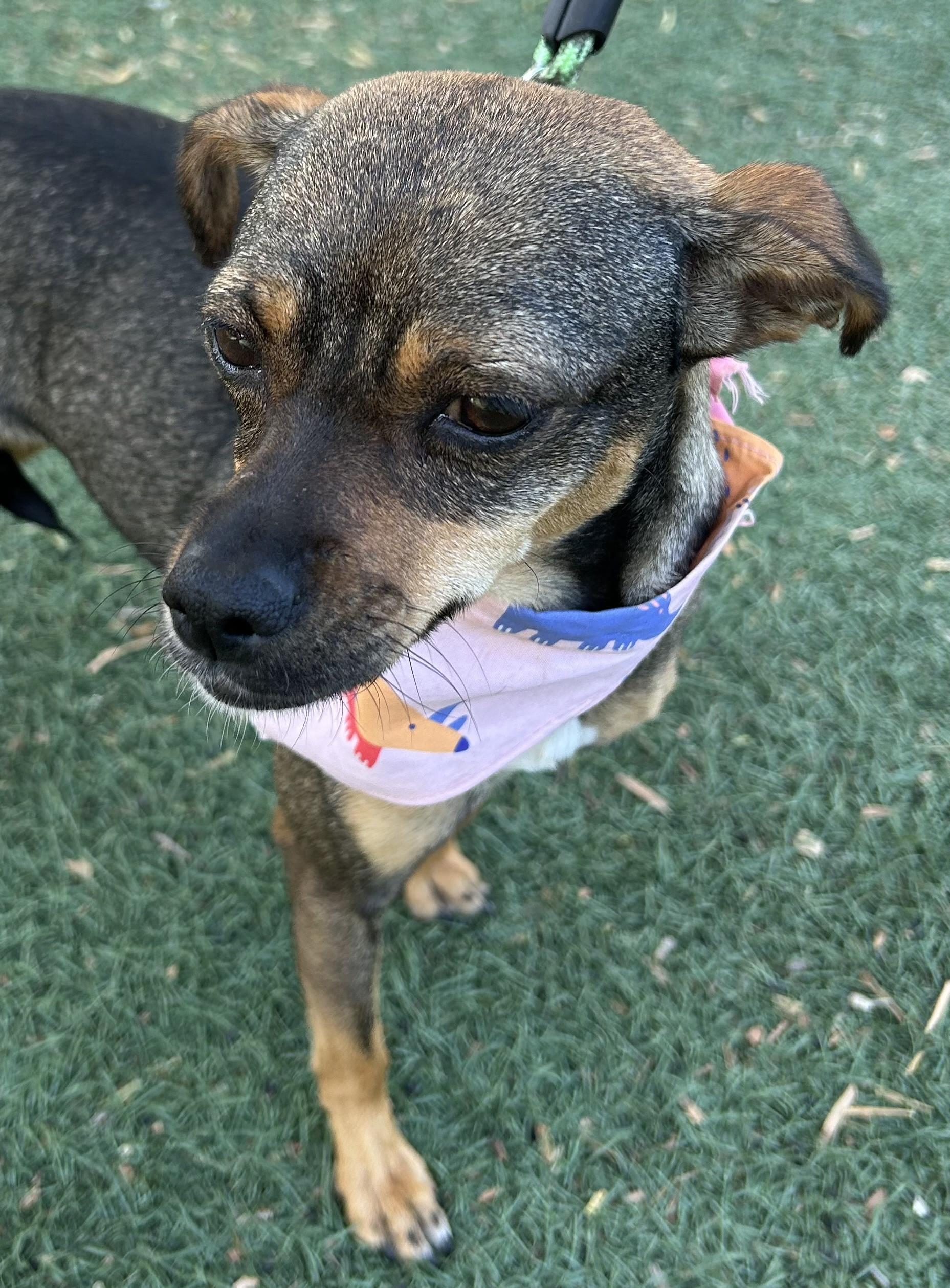 Enlarge PEQUE, a ADOPTABLE mixed breed in Bell Gardens, CA image 4/6