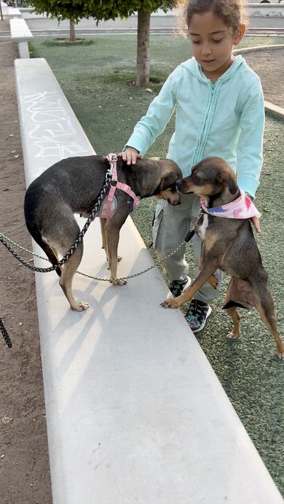 Enlarge PEQUE, a ADOPTABLE mixed breed in Bell Gardens, CA video 6/6