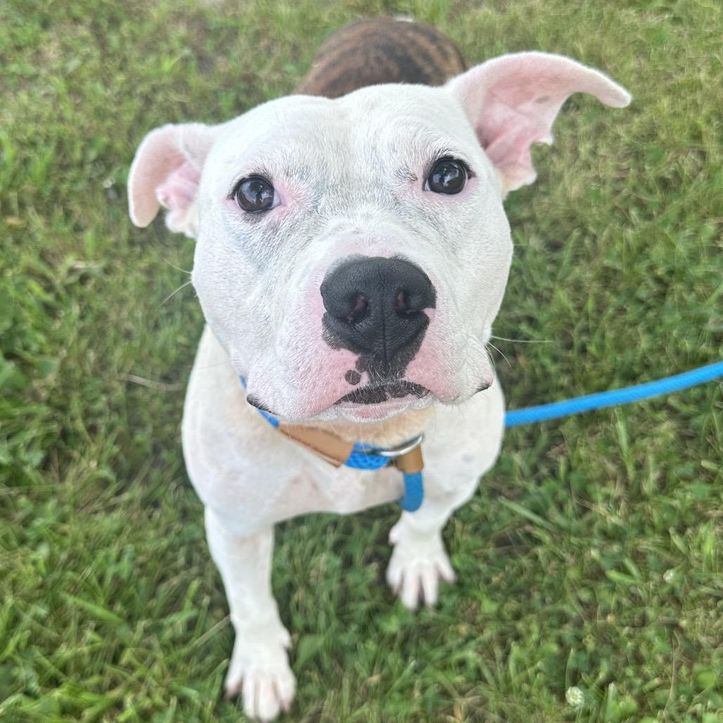 Enlarge Arya, a ADOPTABLE Mixed Breed in Cape Girardeau, MO image 1/1