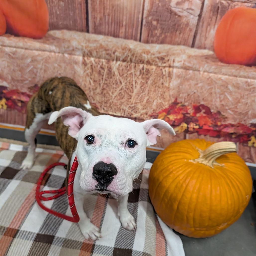 Arya, Adoptable, Adult Female Mixed Breed.