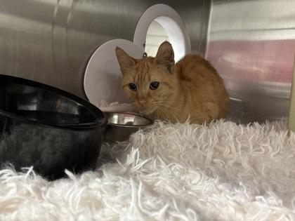 Dawn Dish Soap (E24), Adoptable, Adult Male Domestic Short Hair & Domestic Short Hair.