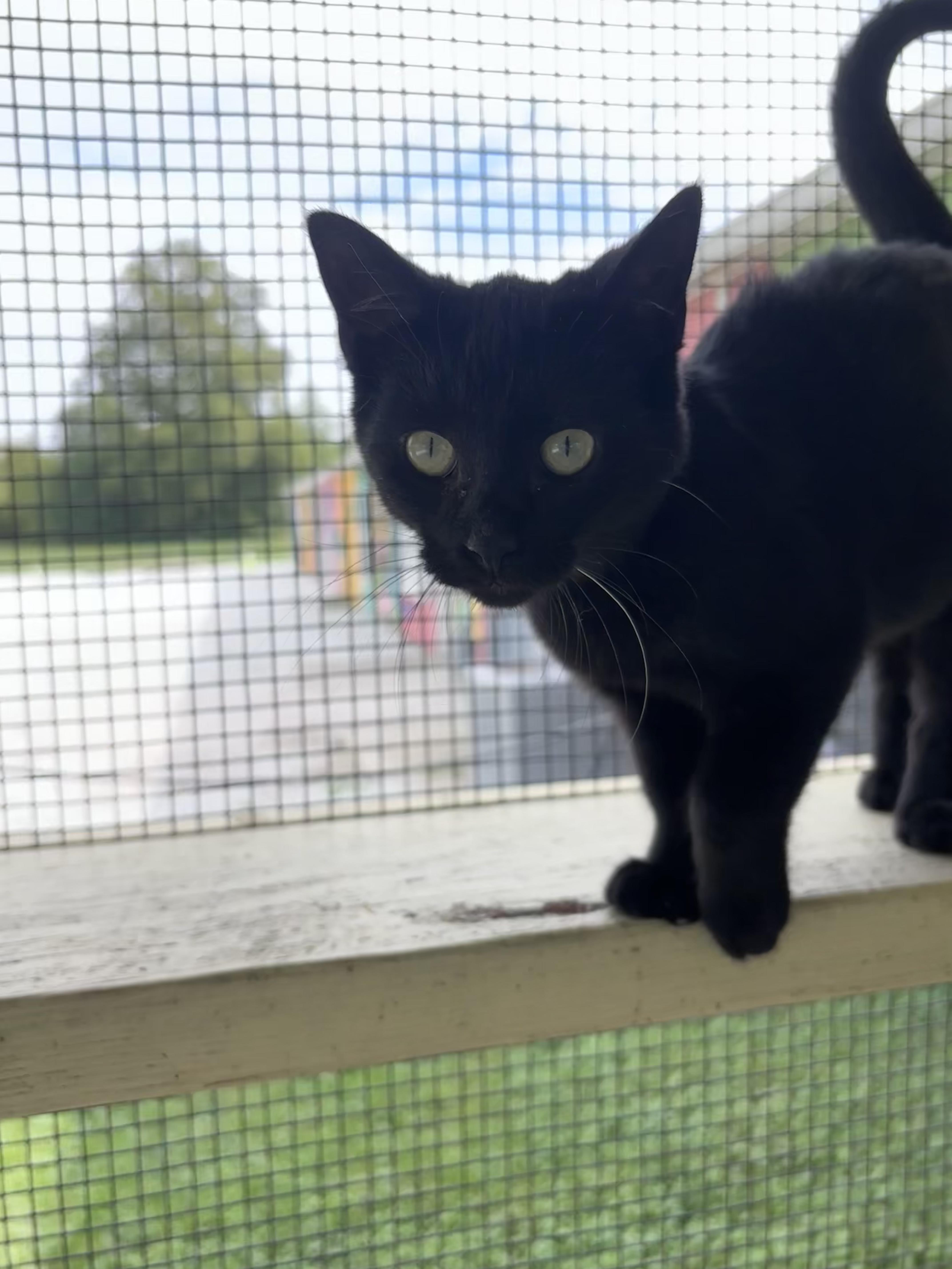 Bruce, Adoptable, Young Male Domestic Short Hair.