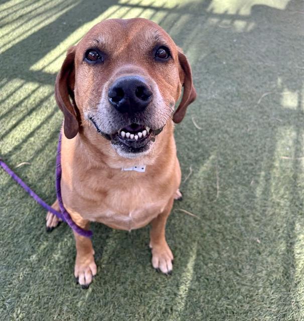 KENAI, Adoptable, Adult Male Basset Hound & Mixed Breed.