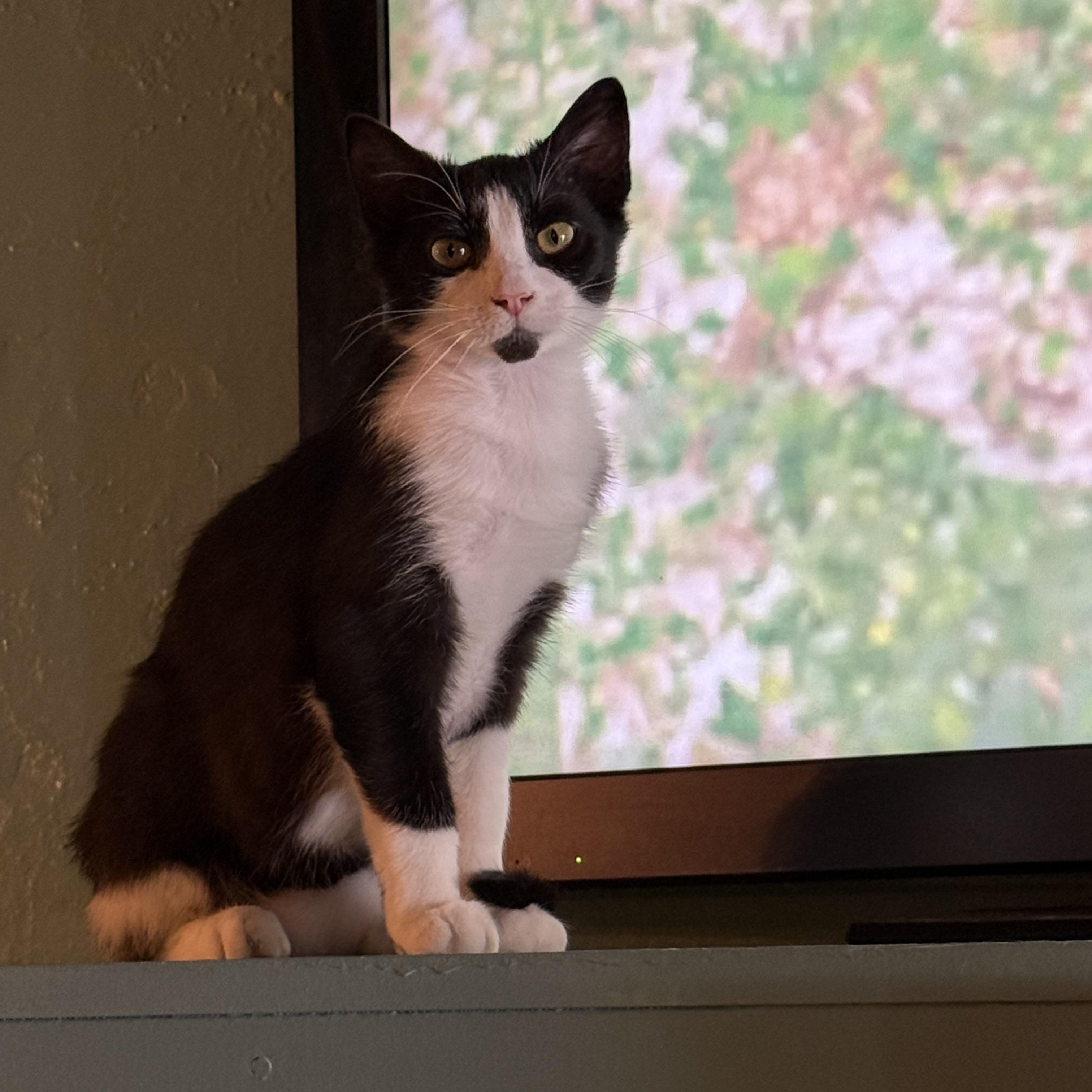 Enlarge Binnie, an adoptable mixed breed in Whitewater, WI image 1/1