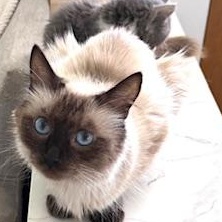 Enlarge Daisy, a Adoptable mixed breed in Garden Grove, CA image 2/4