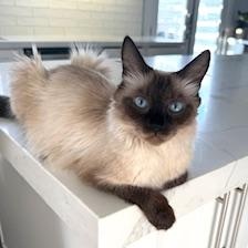 Daisy, Adoptable, Adult Female Siamese.