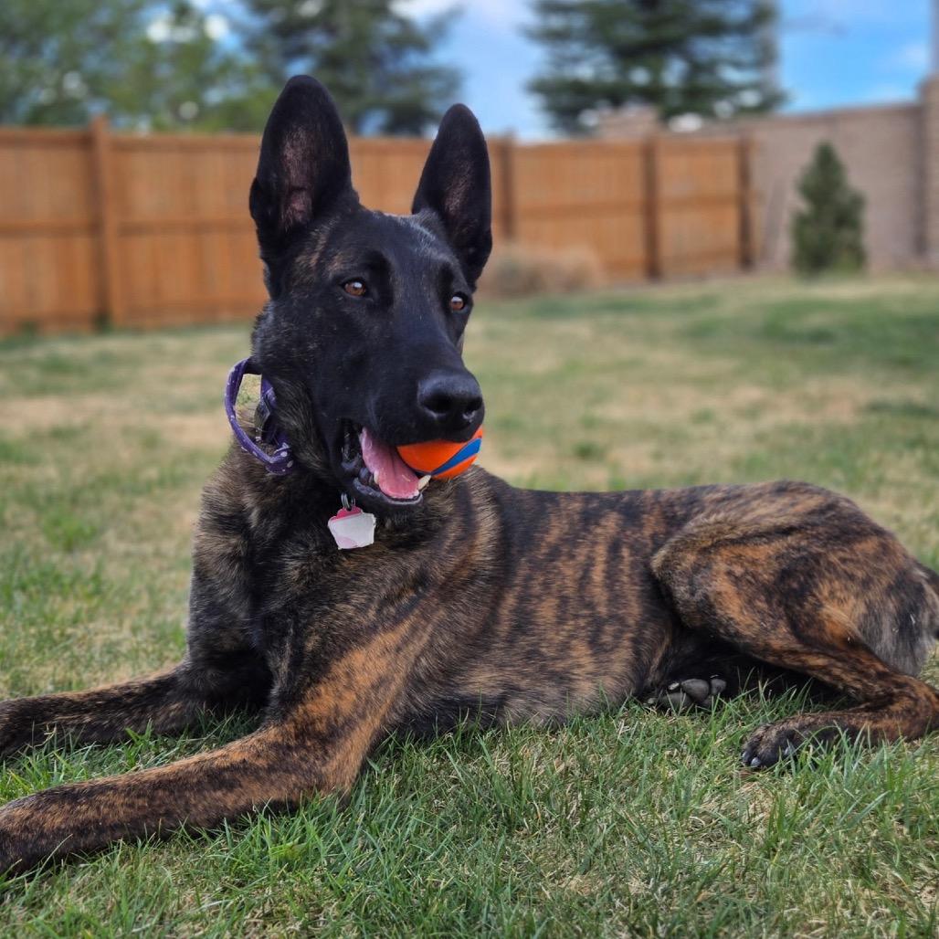 Bearon, Adoptable, Adult Male Dutch Shepherd.