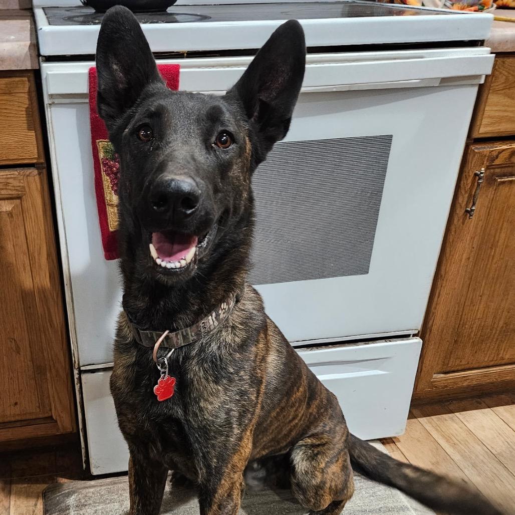 Enlarge Bearon, a Adoptable Dutch Shepherd in Lakewood, CO image 1/1