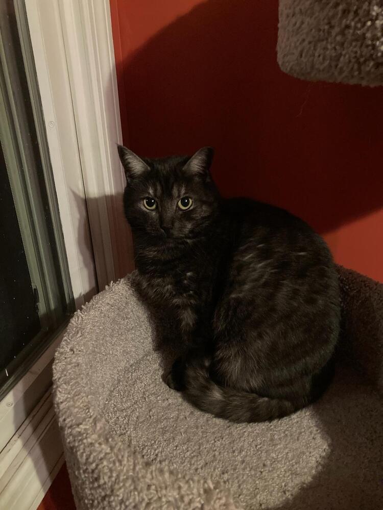 Jessie Mineola, Adoptable, Young Female Domestic Short Hair.