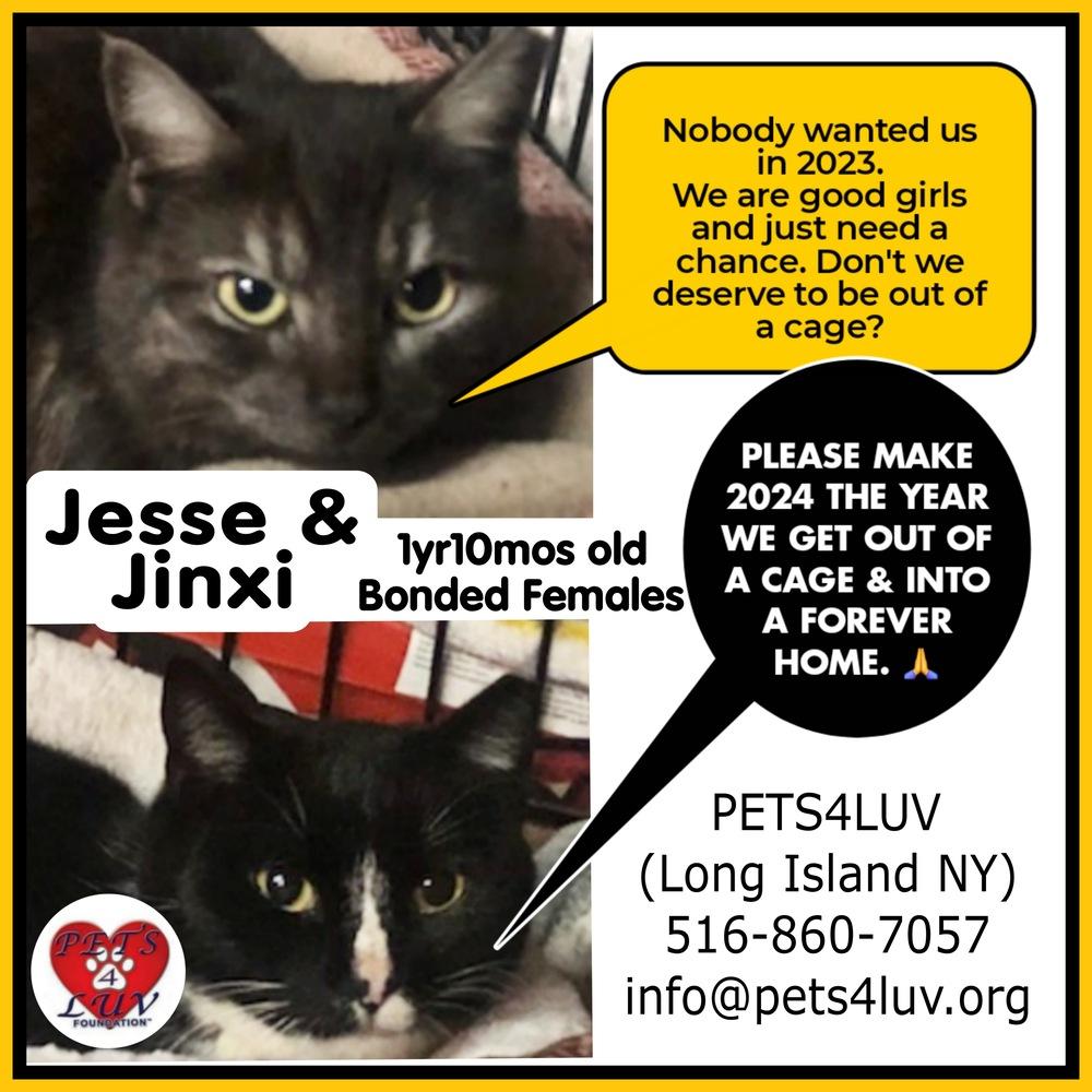 Enlarge Jessie Mineola, a Adoptable mixed breed in Westbury, NY image 2/6