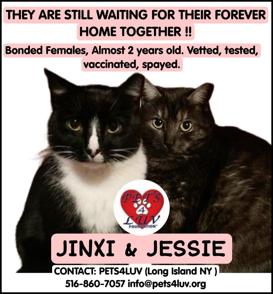 Enlarge Jessie Mineola, a Adoptable mixed breed in Westbury, NY image 3/6