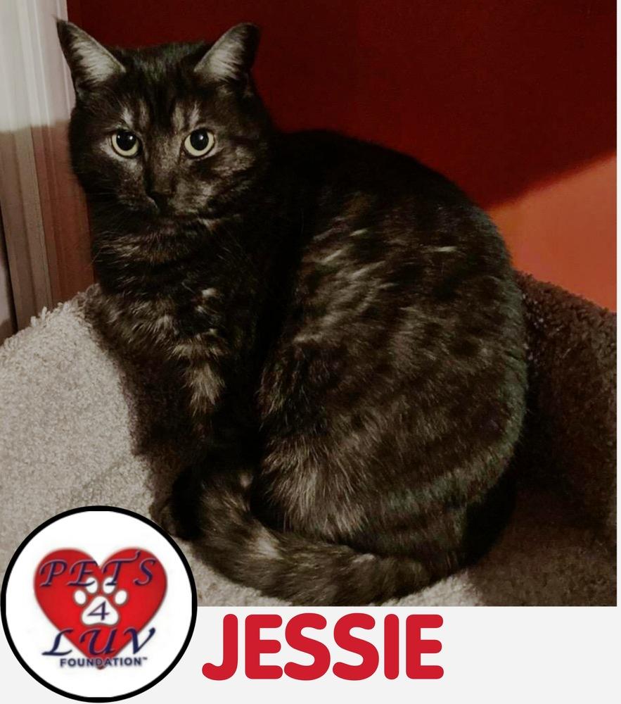 Enlarge Jessie Mineola, a Adoptable mixed breed in Westbury, NY image 4/6