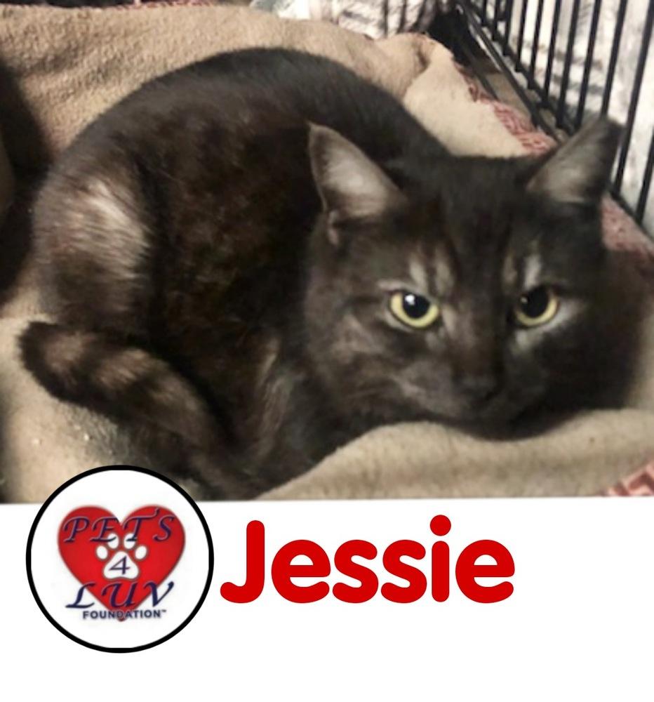 Enlarge Jessie Mineola, a Adoptable mixed breed in Westbury, NY image 5/6