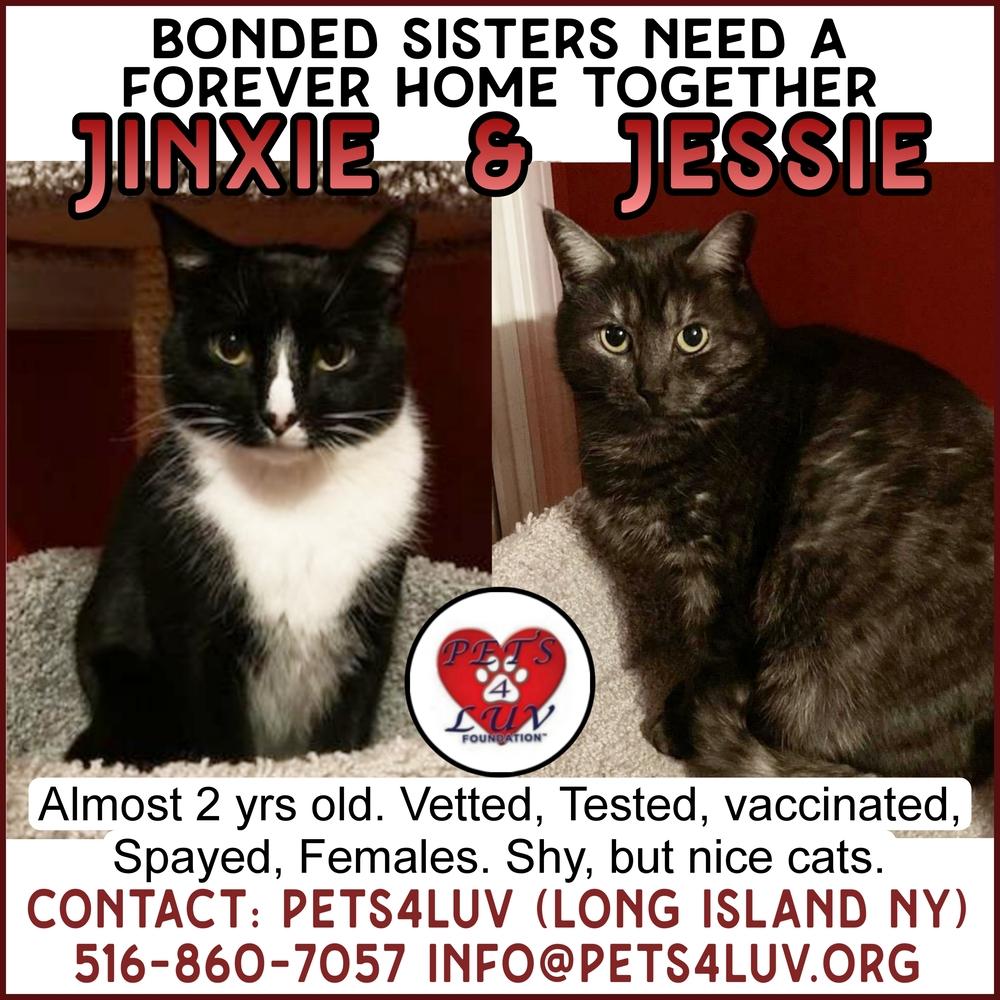 Enlarge Jessie Mineola, a Adoptable mixed breed in Westbury, NY image 6/6