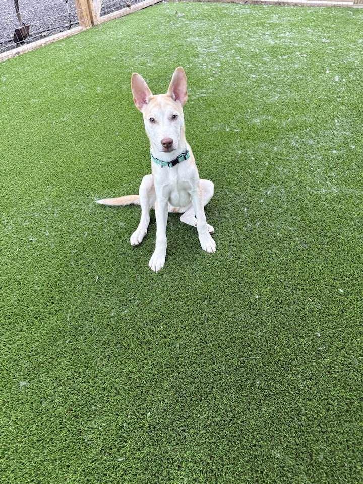 Brody, adopted, Puppy Male Husky & Labrador Retriever.