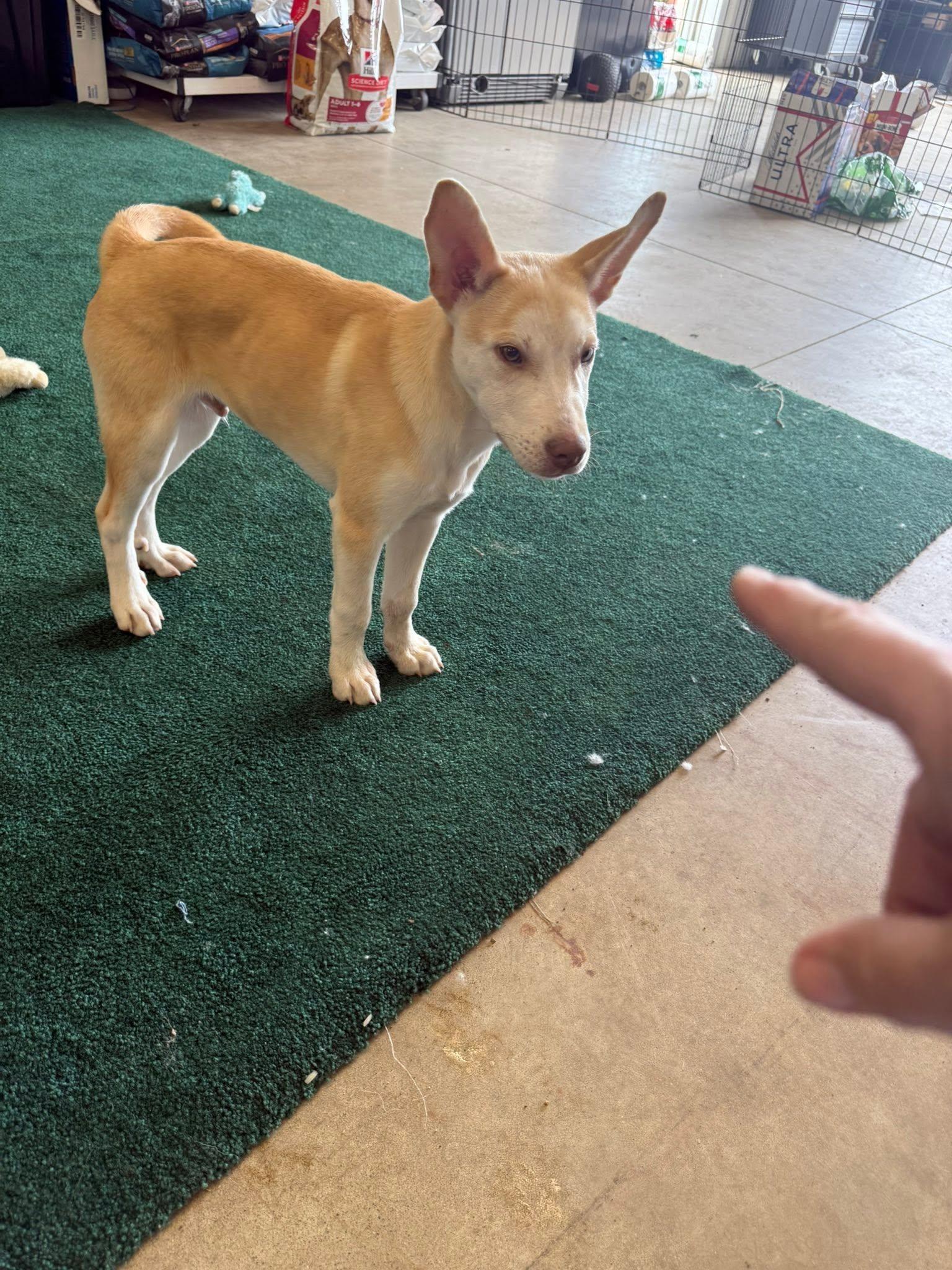 Enlarge Brody, an adopted mixed breed in Benton Harbor, MI image 2/3