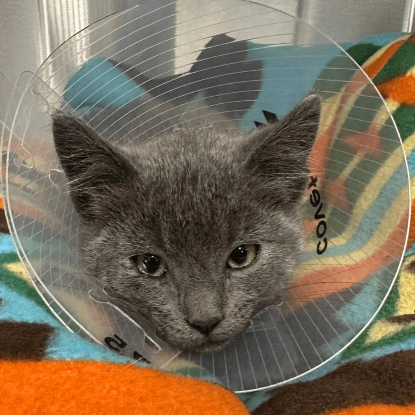 Enlarge Minx, an adopted Domestic Short Hair in Eau Claire, WI image 2/2