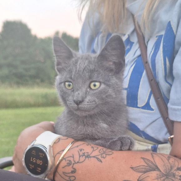 Minx, adopted, Young Female Domestic Short Hair.