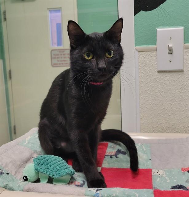 WINTERBERRY, Adoptable, Young Female Domestic Short Hair.