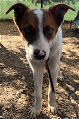 PIGGY, Adoptable, Adult Male Australian Cattle Dog / Blue Heeler & German Shepherd Dog.