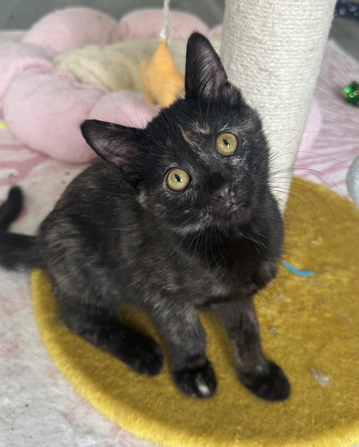 Sesame, a Adoptable mixed breed in Carlsbad, CA image 1/4