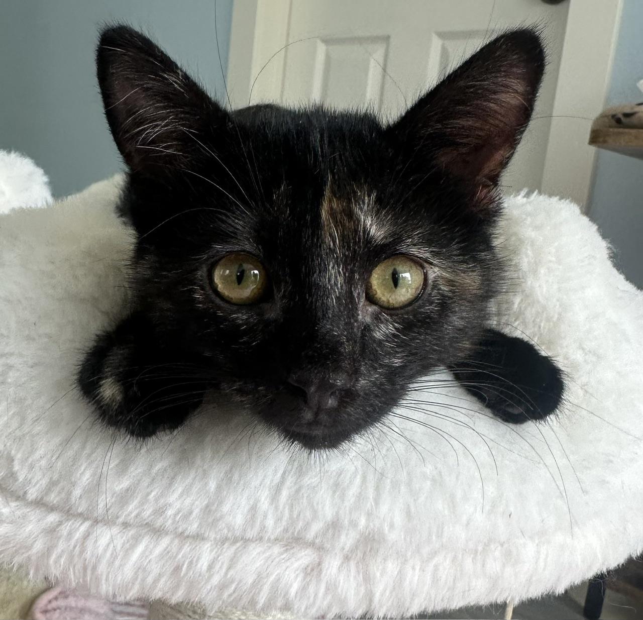 Sesame, a Adoptable mixed breed in Carlsbad, CA image 2/4