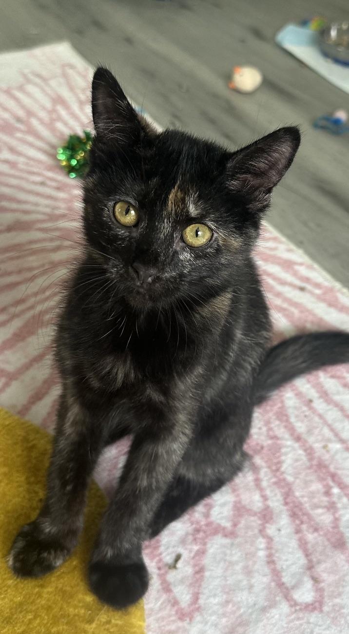 Sesame, a Adoptable mixed breed in Carlsbad, CA image 4/4
